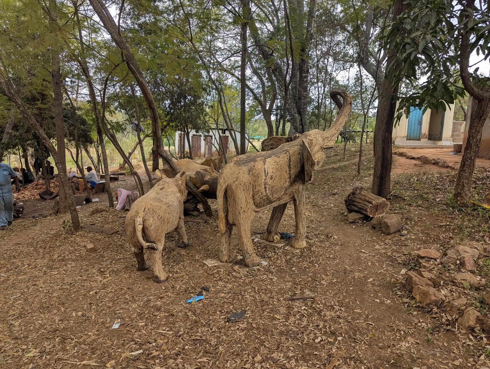 Two elephants part way through carving, standing in the yard among the trees behind the sheds, with carvers at work in the background